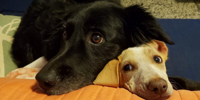 Rescued pup Carmen with her new friend