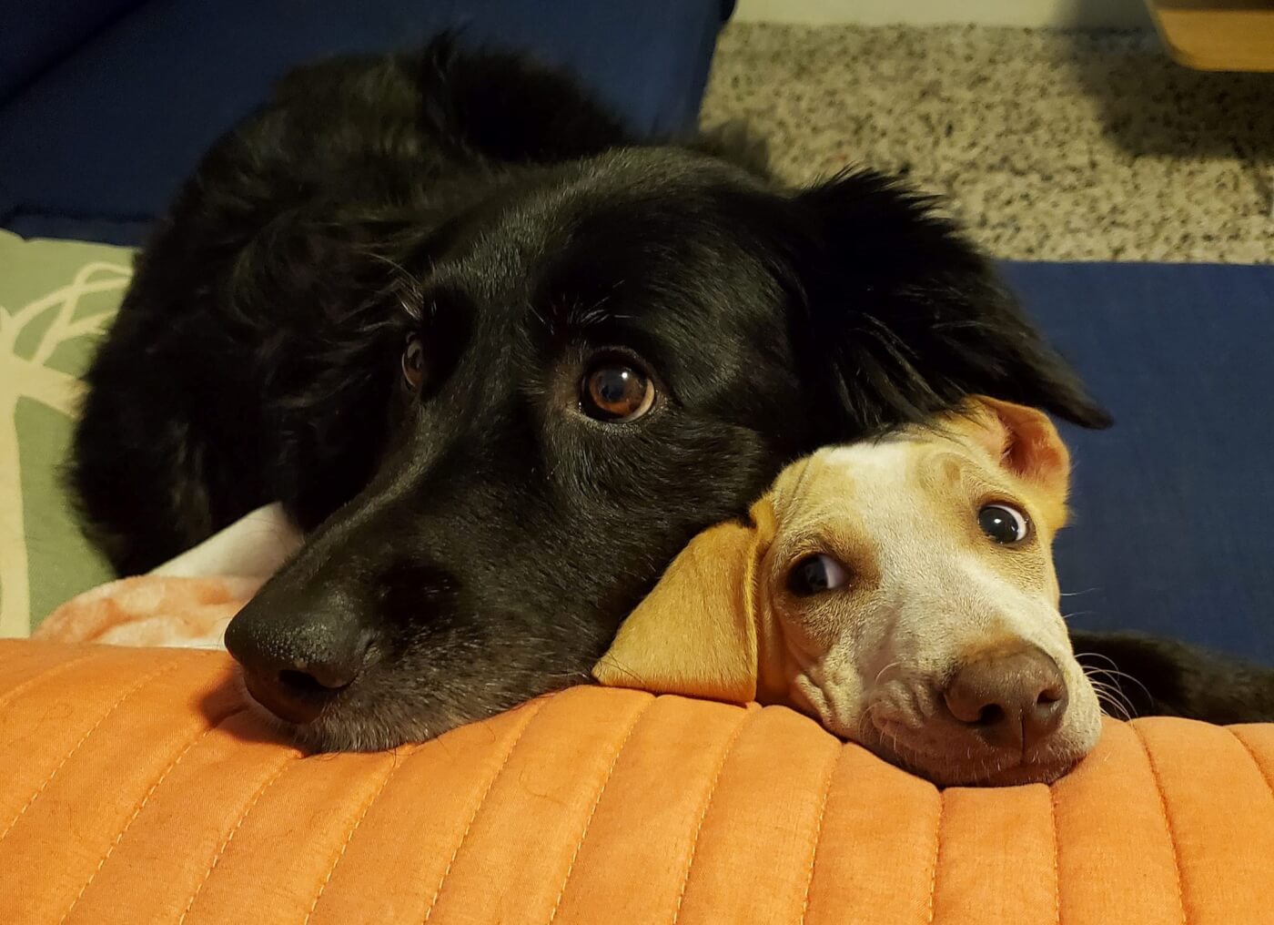 Rescued pup Carmen with her new friend