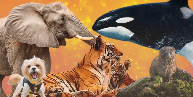 Bans on Circuses, Fur Farms, Dolphinariums, Pet Stores: Progress for Animals Is Passed Into Law in France!