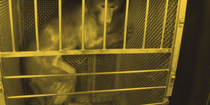 Guinness in cage at NIH