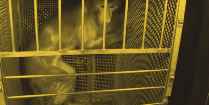 The Agony-Filled Lives and Miserable Deaths of Monkeys in Murray’s Lab