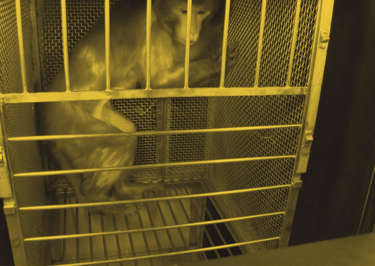 Guinness nih fright night yellow wash Monkeys in Elisabeth Murray’s Lab: Agony, Misery, and Death