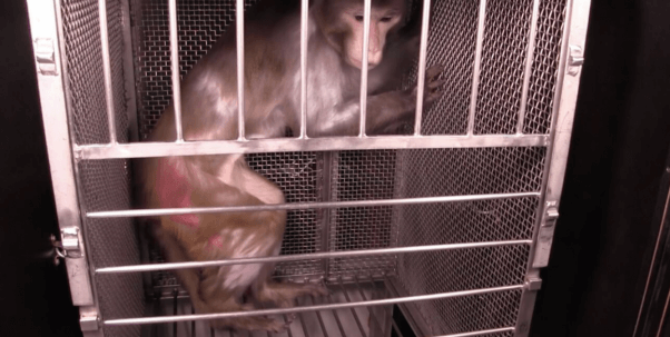 NIH testing on monkeys