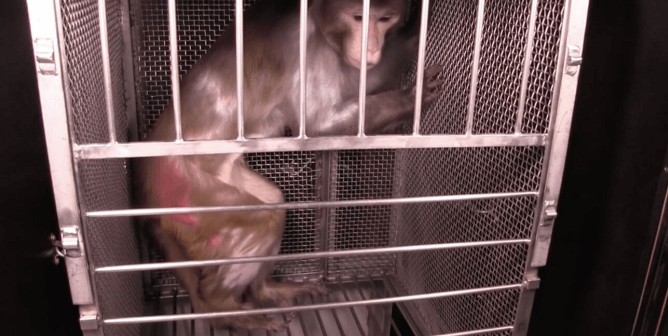 Used, Abused, and Traumatized: Meet Guinness, a Monkey Prisoner at NIH