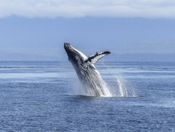 A humpback whale flops backwards into the sea after coming up for air.