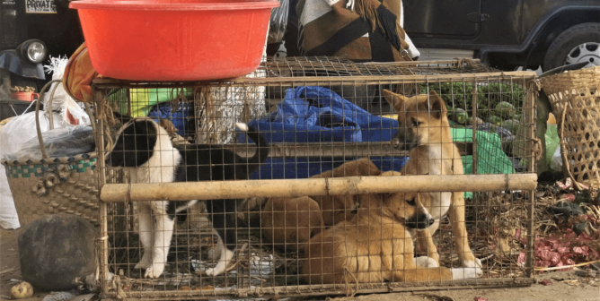 PETA India exposes wet market