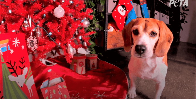 Samson sitting next to Christmas tree