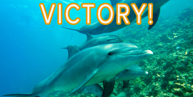 expedia stops selling seaworld and swim with dolphin tickets in a victory for animals