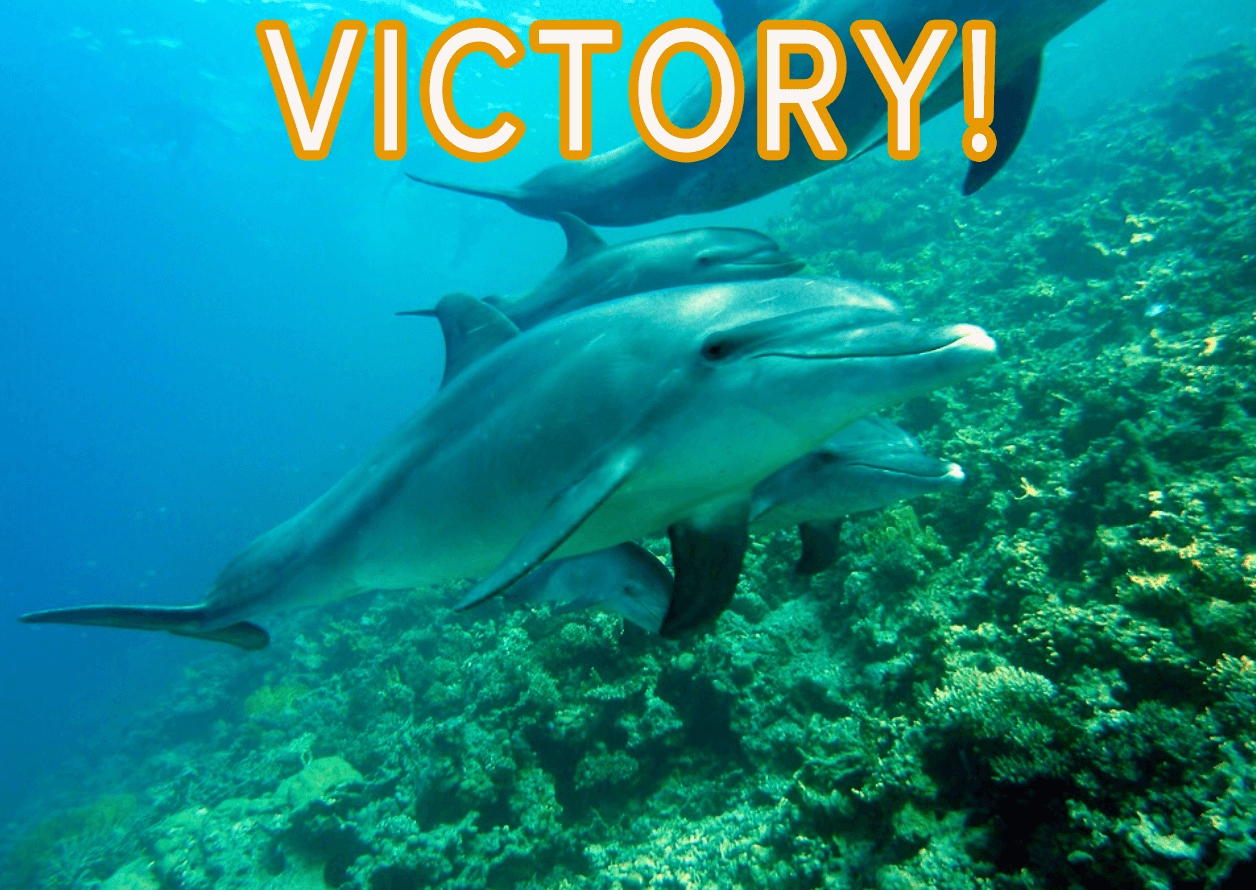 expedia stops selling seaworld and swim with dolphin tickets in a victory for animals