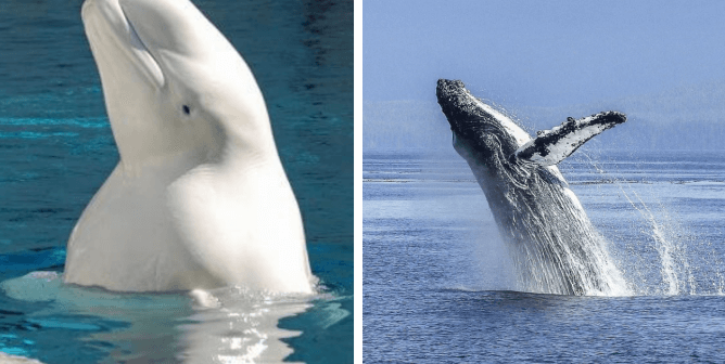 Animals in Entertainment: Circuses, SeaWorld, and Beyond | PETA