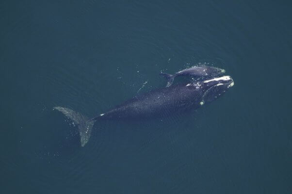 Baleen whale and her calf swim together in the ocean