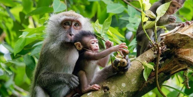 long tailed macaque monkey on tree branch with babies