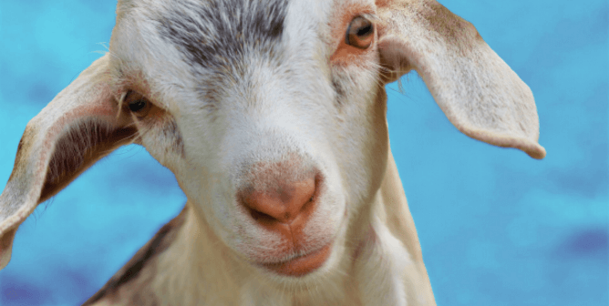 Baby goat blue background