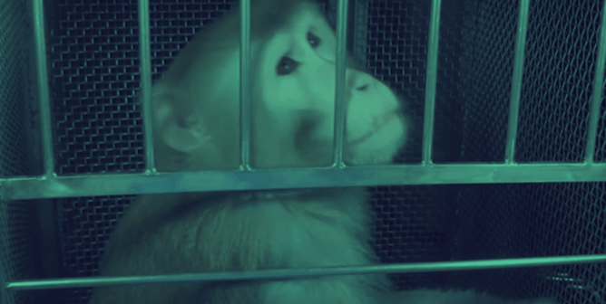 A Life of Pain and Misery: Meet Beamish, a Monkey Prisoner at NIH