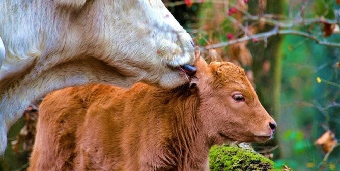 Mother cow licks calf in forest