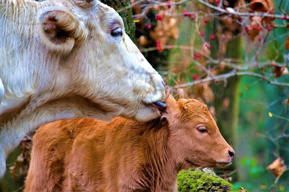 Mother cow licks calf in forest