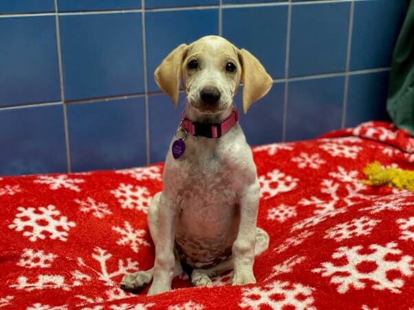 Interested in Adopting a Dog? ‘Carmen’ Get Her