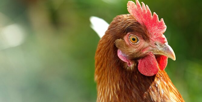 What Is Bird Flu, and How Can You Avoid It?