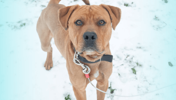 Will You Help a Cold and Lonely Dog?