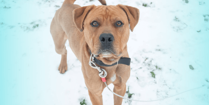 Will You Help a Cold and Lonely Dog?