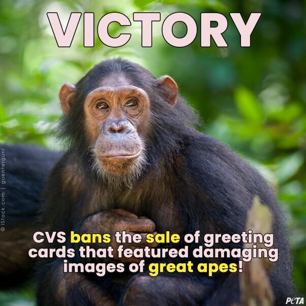 CVS Bans Greeting Cards Mocking Great Apes