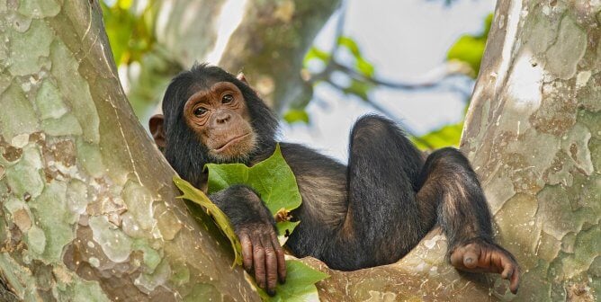 CVS Bans Greeting Cards Mocking Great Apes