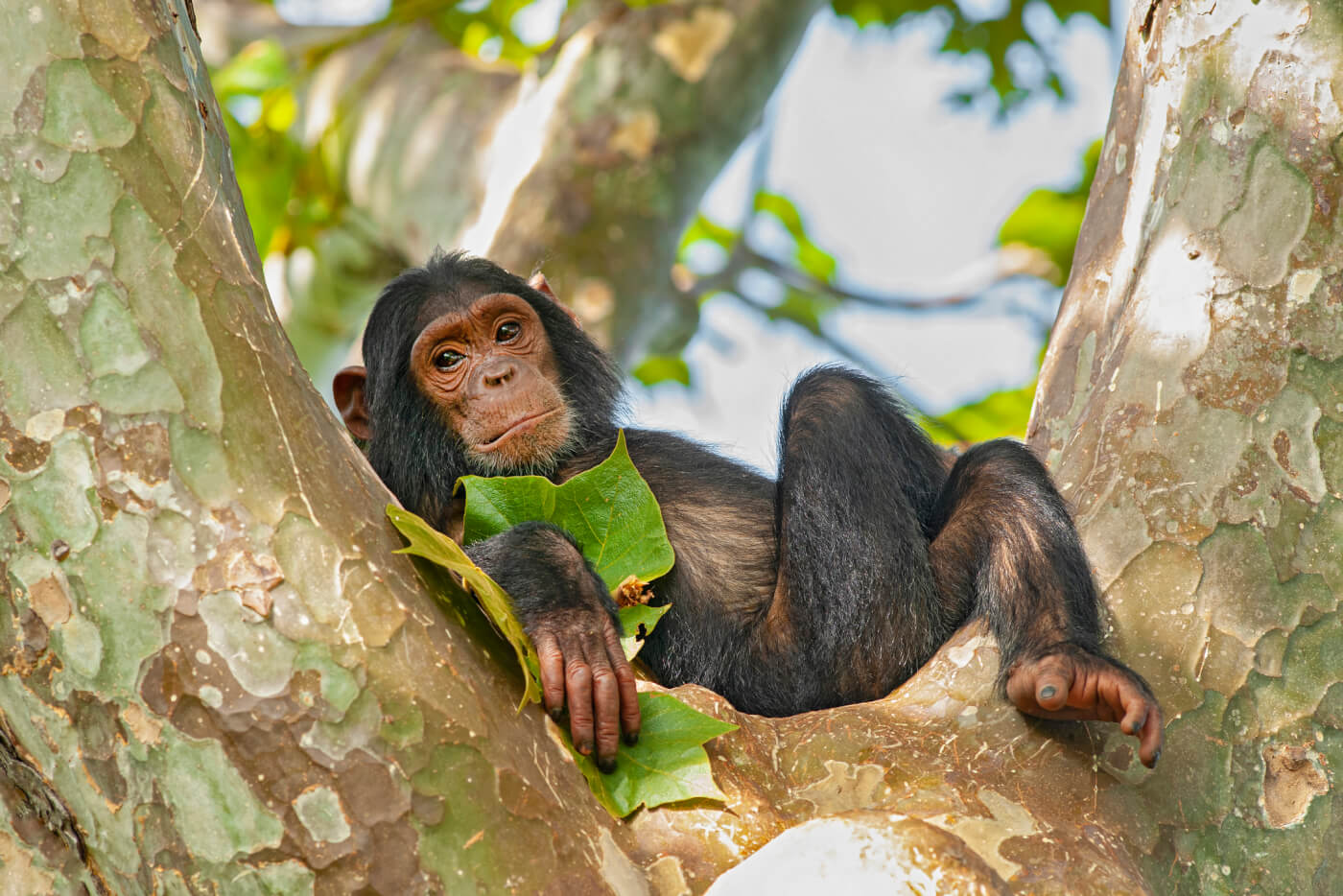 CVS, Rite Aid, and Boots Ban the Sale of Greeting Cards with Unnatural Images of Primates