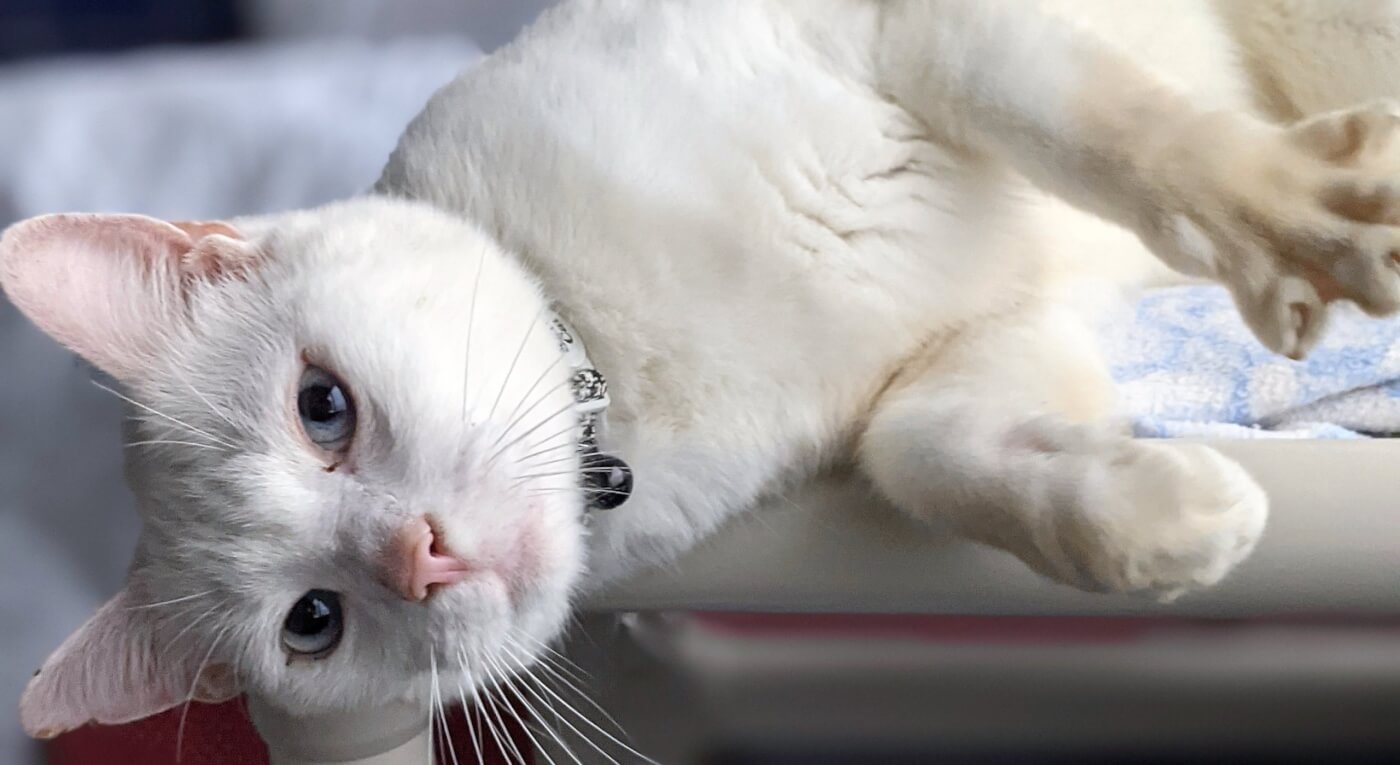Adoptable PETA rescued cat Desmond