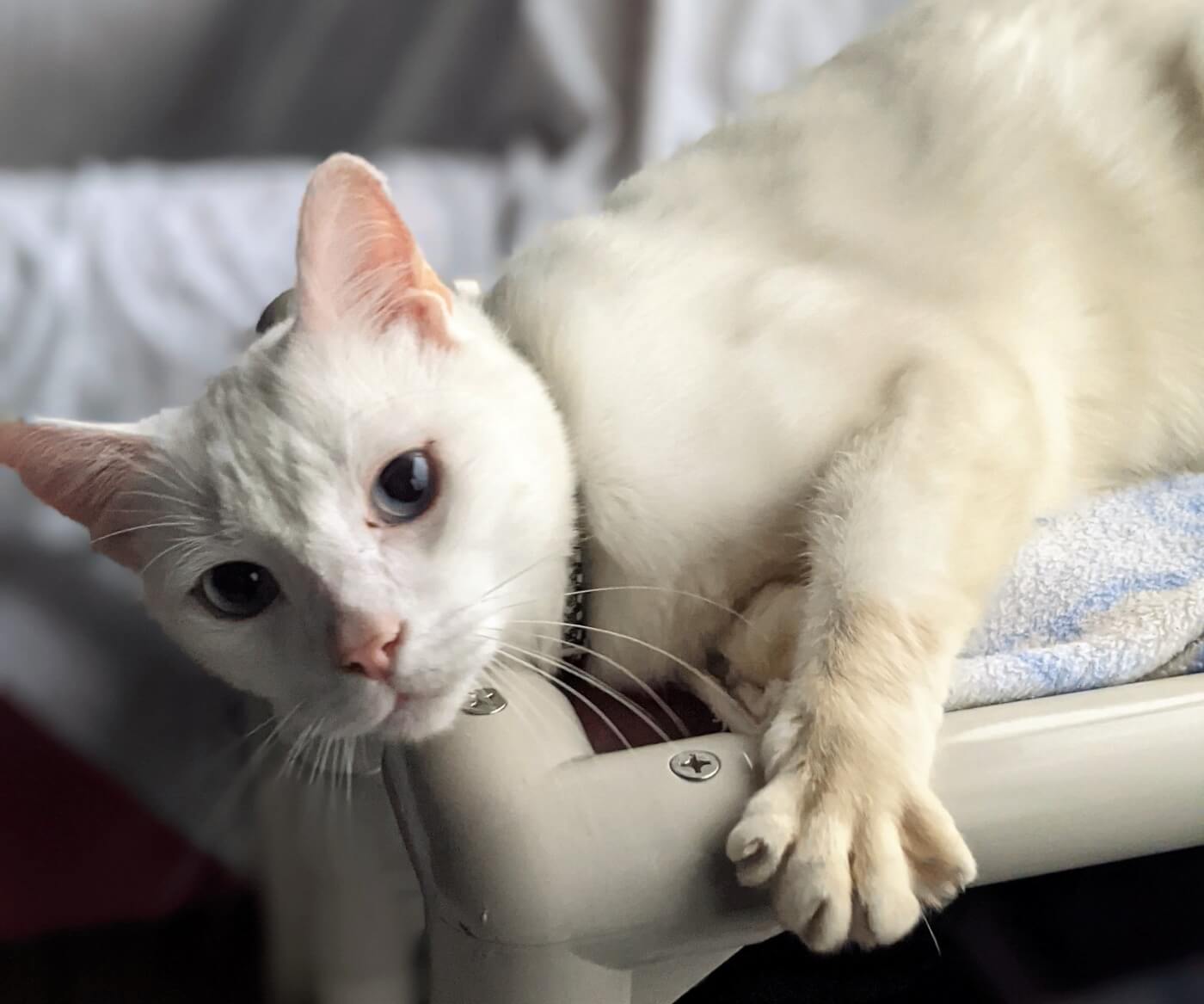 Adoptable deaf cat Desmond lying on his side