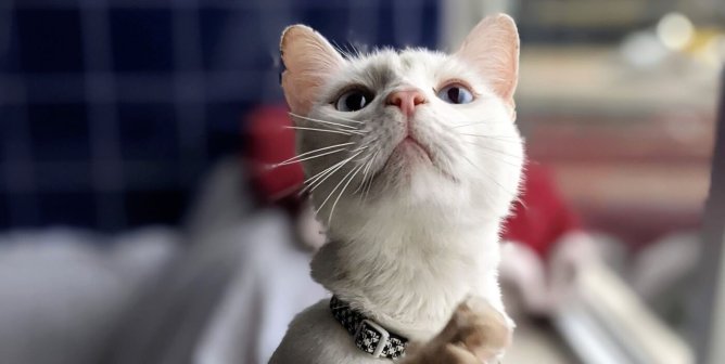 PETA rescued ca Desmond at PETA headquarters