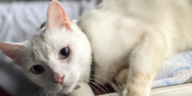 Room to Run and Snuggle: Desmond’s New Home Is PURRfect