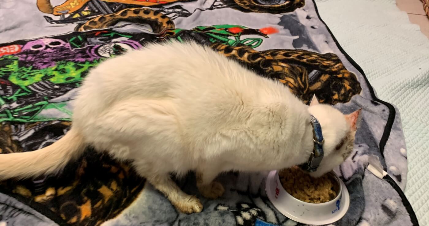 Desmond eating a much-needed meal at PETA headquarters