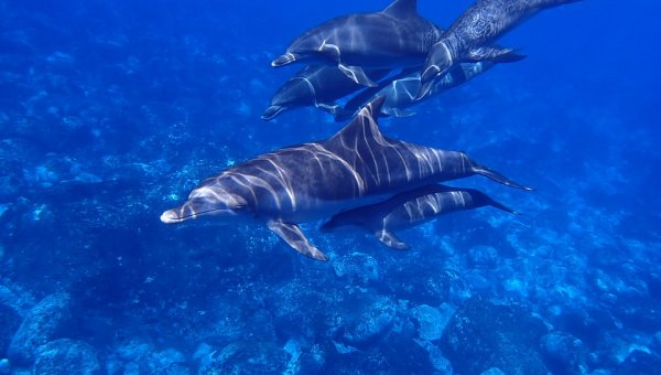 Urge Uplift to End Its Partnership With SeaWorld