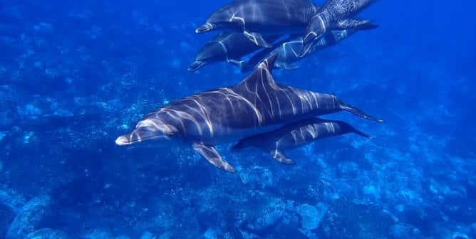 Dolphins swim together in the sea