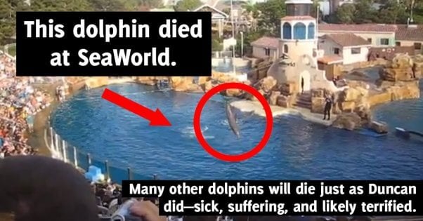 Duncan bei SeaWorld