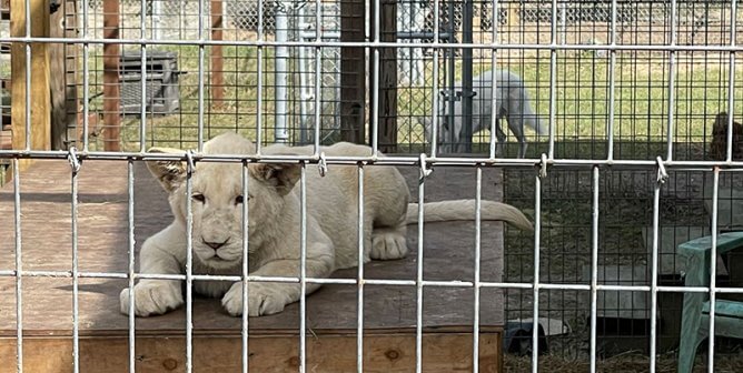 photo of lion cub