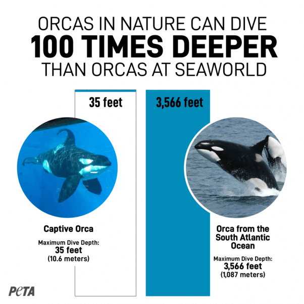 Orcas in nature vs orcas at seaworld