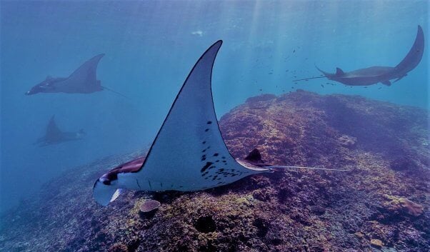 Manta rays in the ocean