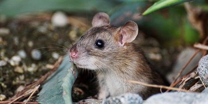 Historic News: Top Colombian University Bans Forced Swim Test on Animals