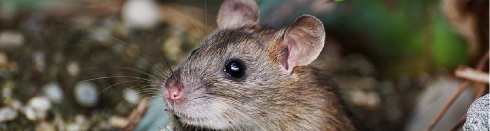 small mouse looking to the left