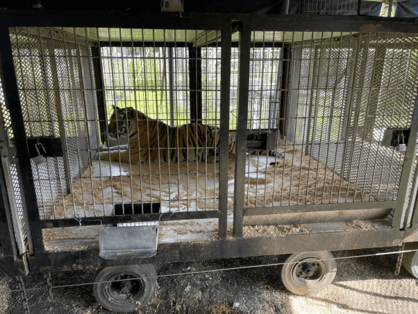 Tiger-Abusing Circus Couple Failed Animals Miserably