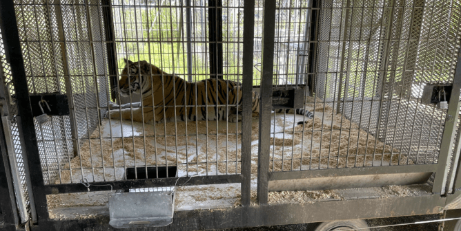 Tiger-Terrorizing Circus Couple Loses License to Exhibit Animals