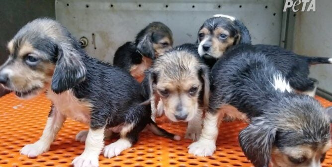 Beagle puppies at breeding mill for labs