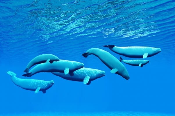 Pod of beluga whales
