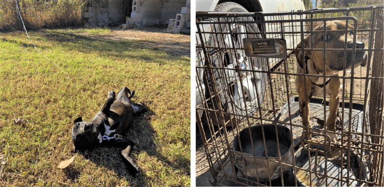 Precious and Diamond Get the Chance to Find a Loving Home