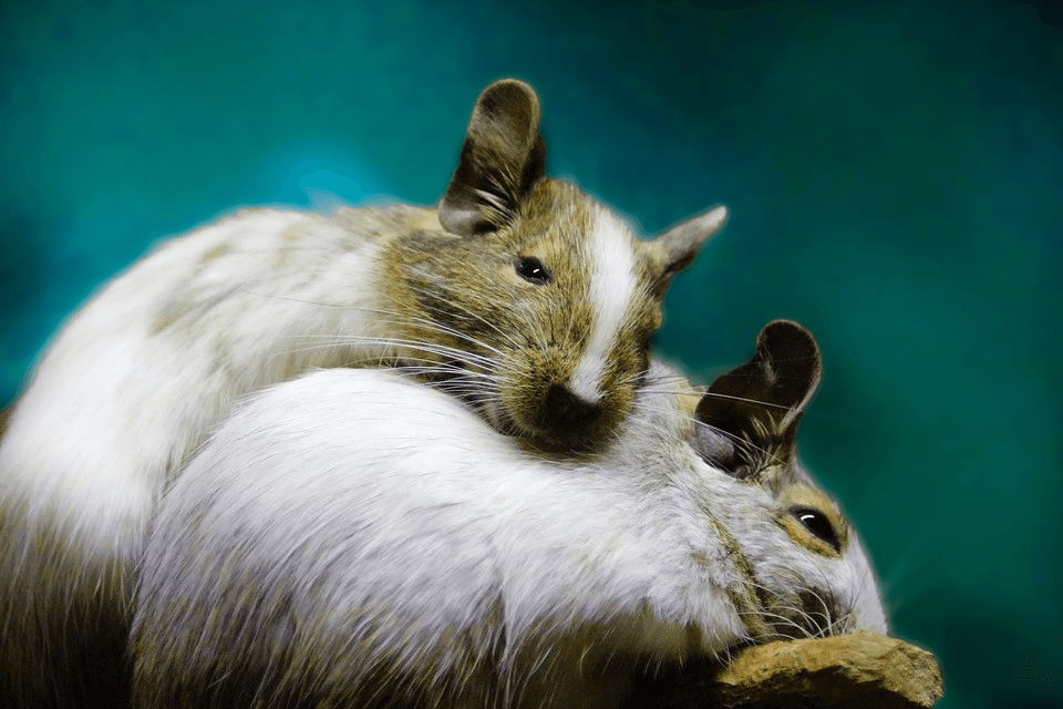 Two rats with blue background