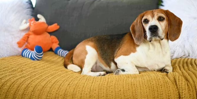 Samson sits on a couch in his new home