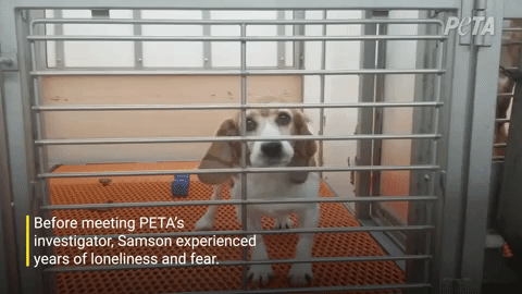 Dog Freed From Hideous Beagle Prison With Ties to NIH, Thanks to a PETA Undercover Investigator