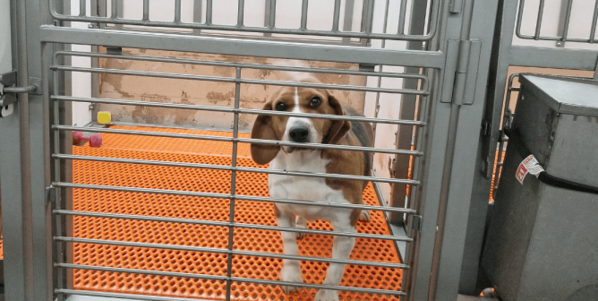 Envigo and Its Parent Company, Inotiv, Want to Sell Beagle Prison Survivors for Experiments—Urge CEO to Let Every Dog Be Adopted