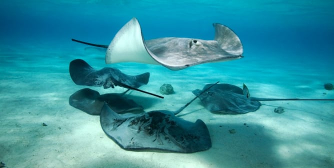 group of stingrays hang out in the ocean